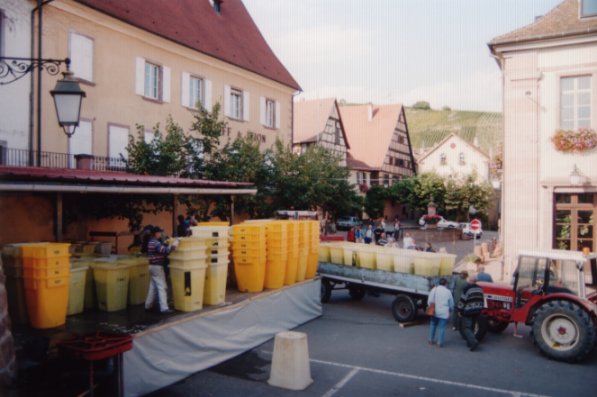 Wine Harvest