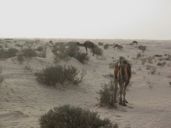 Camels in the Desert