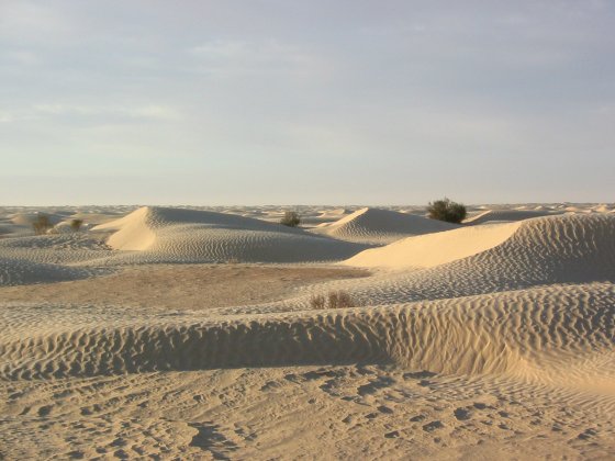 Sahara At Sunrise