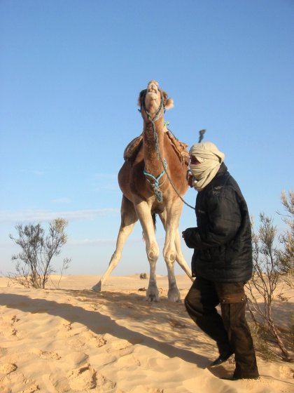 Camels