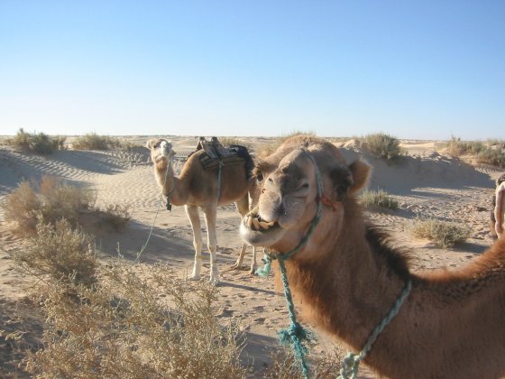 Camels