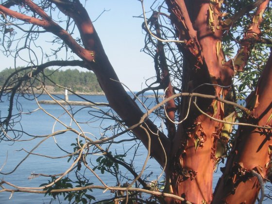 Arbutus Tree